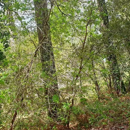 Les Fougeres A81 Les Villages Sous Les Pins 40550 Prázdninový areál Léon